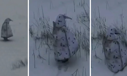 Cephe hattında sıra dışı görüntü: Penguen kamuflajlı Rus askeri dronun hedefi oldu