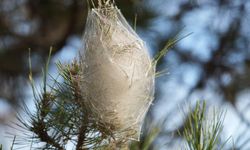 Samsun'da tehlike alarmı! Dokunanı hastanelik ediyor