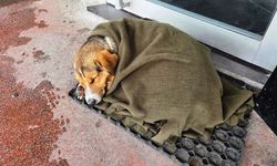 Samsun’da soğuktan titreyen köpeği şalla sardılar