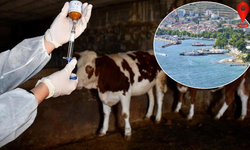 Marmara'da şap alarmı! O bölge karantinaya alındı