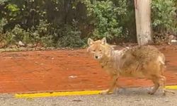 Sinop'un 'gurme' çakalı: Leblebiyi istemedi, fındığı tercih etti
