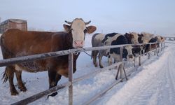 Sivas'taki hayvan pazarı hava şartları yüzünden kapatıldı