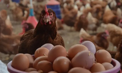 Kümes hayvancılığında çift yönlü seyir: Yıllık artış, aylık düşüş