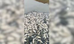 Tekirdağ'da su seviyesi geriledi, balıklar öldü