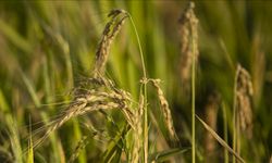 TMO çeltik alım fiyatlarını açıklandı: Baldo tonu 40 bin lira
