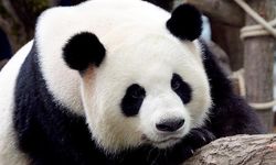 Japonya'dan pandalara duygusal veda