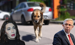 Köpeklerin saldırısına uğrayan 9 yaşındaki Tunahan Yılmaz'ın avukatı, ABB Başkanı Mansur Yavaş'a sitem etti