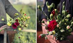 Yerli 4 çeşit karanfil 37 ülkeye ihraç ediliyor