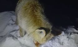 Hakkari Yüksekova'da hava buz kesti: Tilki ayakta dondu!