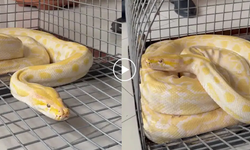 AVM’de kaçak piton operasyonu! İşte o anlar... | VİDEO