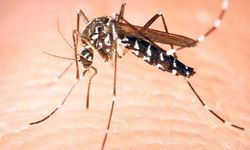 10 yılda 3 katına çıktılar! tedavisi olmayan 'Çikungunya' virüsü Avrupa sağlık sistemini tehdit ediyor