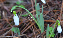 Aman dikkat! Bu çiçeği sakın koparmayın I VİDEO