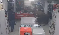 Batman'da sahibinden kaçan ineklerin bir iş yerine girdi