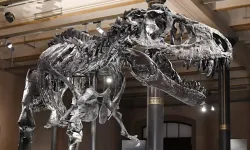 Montana’da ürperten keşif: "T-Rex'in öldürücü ısırığı ilk kez görüntülendi!"