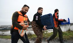 Geride kimse bırakılmadı: AFAD, 3 kedi için suların içine daldı