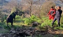 Bodrum'da kuyuya düşen buzağı kurtarıldı