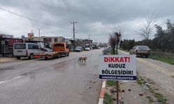 Hatay'da "kırmızı alarm": 4 mahalle kuduz nedeniyle karantinada! peki, tehlike ne kadar büyük?