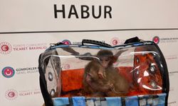 Gümrüklerde kaçakçılara geçit yok: 85 binden fazla canlı hayvan yakalandı