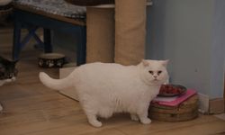 Paris'te patiseverler kafede kedilerle buluşuyor