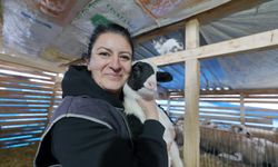 Şehri bıraktı, kendi sürüsünü kurdu! 85 koyunluk sürünün patronu oldu