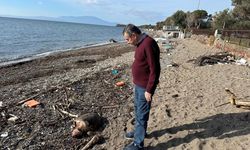 Çanakkale'de üzücü manzara: Assos Sahili'ne ölü caretta caretta vurdu!