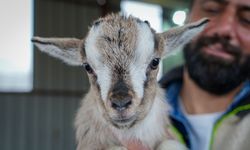 Kedi ve köpeğe rakip geldi: Evin yeni neşesi 'cebe sığan' cüce keçiler