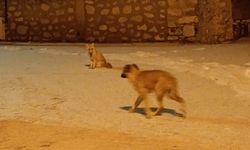 Konya'da ezber bozan dostluk: Tilki ile sokak köpeği çarşı pazar kol kola