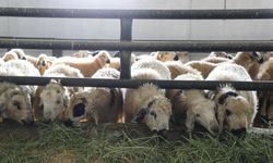 Elazığ'da 6 köy karantinaya alındı