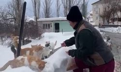 Kazancını sokak hayvanlarına adadı: Her yıl bin 400 kilometre yol geliyor