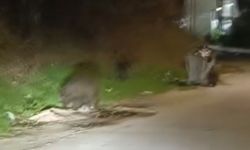 Bursa'da aç kalan domuz sürüsü şehre indi