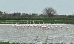 Afetin ortasında inanılmaz manzara! Büyük Menderes taştı, göle dönen taralar flamingolara kaldı