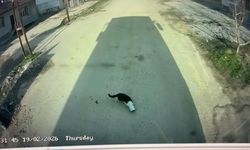 Kafası konserve kutusuna sıkışan kediyi otobüs şoförü kurtardı
