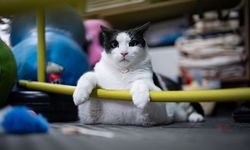 12 kiloluk boncuk 'sıkı yönetimde! Tembel kedi koşu bandında ve pilates topunda ter döküyor