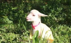 Altını bezliyor, parkta sallıyor: Karşınızda kuzu Naciye!