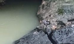 Su samuru balık avlarken görüntülendi