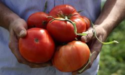 Ayaş Domatesi dünya listesinde ilk 10’da!