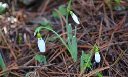 Bu çiçeği koparan yandı! 699 bin TL ceza ödeyebilir!