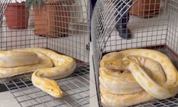 Burası Amerika değil Türkiye! AVM'de piton alarmı: Apar topar Konya'ya getirildi