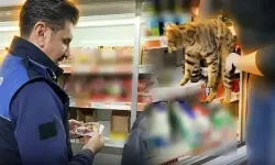 Mide bulandıran denetim! Zincir marketin buzdolabından kedi çıktı