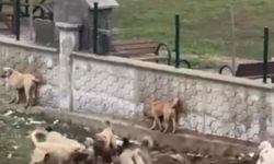 Diyarbakır'da korku dolu anlar: Sokak köpekleri aralarına aldıkları köpeği parçalamaya çalıştı!