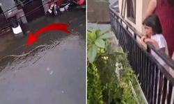 Film sahnesi değil gerçek! 5 metrelik pitonlar ülkeyi esir aldı