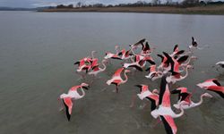 Büyükçekmece Gölü'nde flamingolar görüntülendi