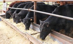 TÜİK: Türkiye'nin hayvan varlığı yeniden yükselişte