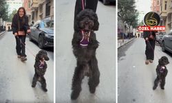 İstanbul sokaklarında "bipedal" neşe: Bu köpek mutluluktan yürümeyi unuttu!