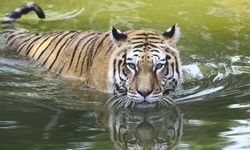 Tayland'da şok salgın: Kaplanlar bir bir telef oldu