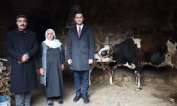 Mardin'de ineği telef oldu! Yerine yeni inek ve buzağı verildi