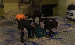 Polis kavga ihbarına gitti, banyoda cesetle karşılaştı