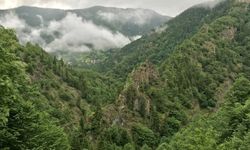 21 ildeki ormanlar için yeni karar!