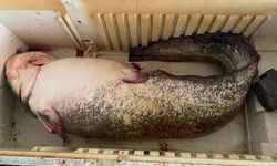 Osmaniye’de rekorluk av! 98 kiloluk balık tezgahta