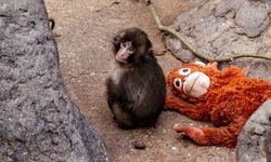 Punch maymun hikayesi nedir? Japonya'daki peluş oyuncaklı maymun Punch şu an nerede, sahiplenildi mi? Punch maymun olayı ne?